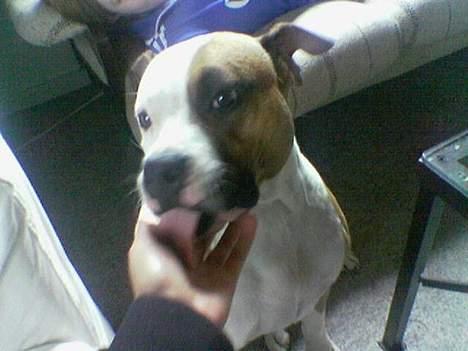 Amerikansk staffordshire terrier Spirit - Hey mor, fotografen smager godt.. billede 5