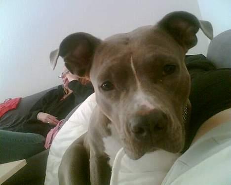 Amerikansk staffordshire terrier Spirit - Min menneske mors mors hund -Twickie- (dejlig veninde) billede 6