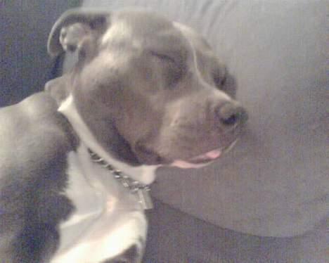 Amerikansk staffordshire terrier Spirit - Cute, ikk´? billede 7