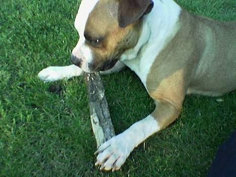 Amerikansk staffordshire terrier Spirit - Aha, en gren.. Grr billede 8