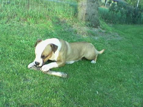 Amerikansk staffordshire terrier Spirit - Du skal dø´... billede 9