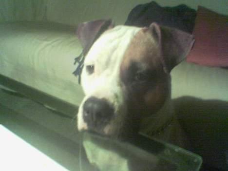 Amerikansk staffordshire terrier Spirit - Hovedet på bordet? Hmm.. billede 11