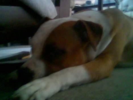 Amerikansk staffordshire terrier Spirit - Zzzz billede 12