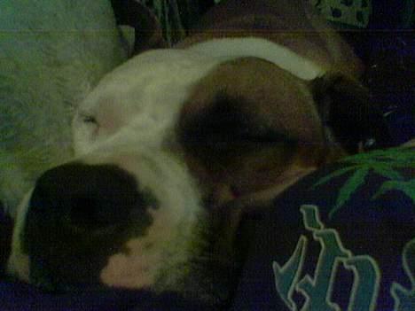 Amerikansk staffordshire terrier Spirit - Dejligt at putte hos mor på sofaen.. billede 13