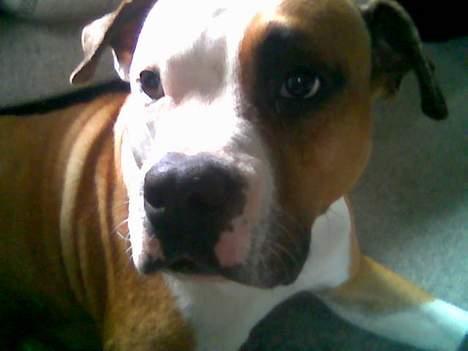 Amerikansk staffordshire terrier Spirit - Mig? -skal jeg arbejde? Hulk billede 14