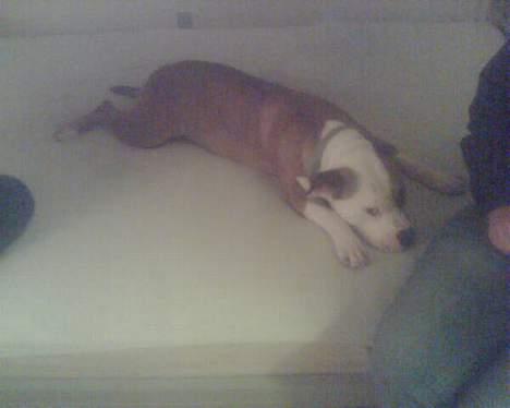 Amerikansk staffordshire terrier Spirit - Jeg er her ikke.. Lader som om du ikke kan se mig...? eller.. billede 15