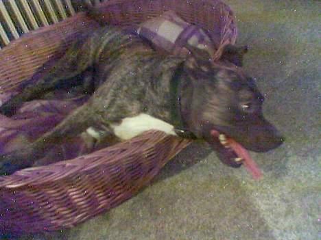 Amerikansk staffordshire terrier Spirit - Min ene søn -Taiko- (Hvalpene er nu blevet lidt over 2 år gamle, kender desværre kun ham her, men hører gerne fra andre) billede 16