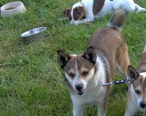 Norsk lundehund Frey - Frey i Norge med andre lundehunde og en gårdhund billede 5