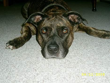 Amerikansk staffordshire terrier Laika billede 2