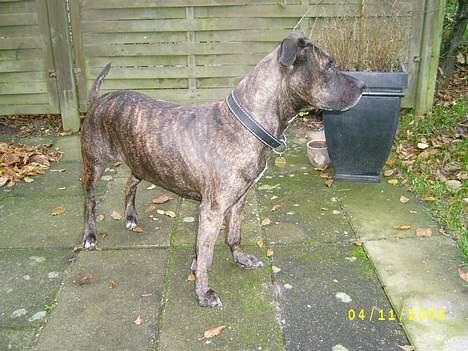 Amerikansk staffordshire terrier Laika billede 4