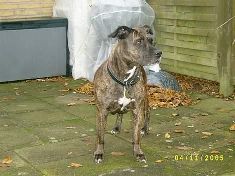 Amerikansk staffordshire terrier Laika billede 5