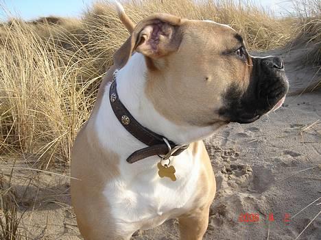 Amerikansk bulldog Østergaard's Chanti +Død  - D. 2/4 Smukke Chanti i profil billede 11