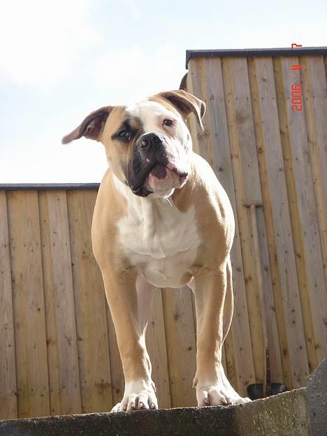 Amerikansk bulldog Østergaard's Chanti +Død  - D. 7/4 Moar... Hva er det du laver nede i den kælder???? billede 12