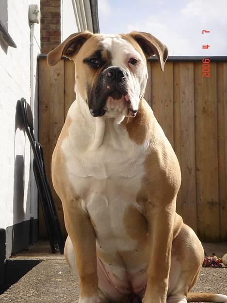 Amerikansk bulldog Østergaard's Chanti +Død  - D. 7/4 Vaskeægte bulldog :o) billede 13