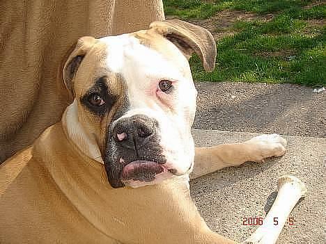 Amerikansk bulldog Østergaard's Chanti +Død  - D. 5/5 Du dum moar.... billede 14