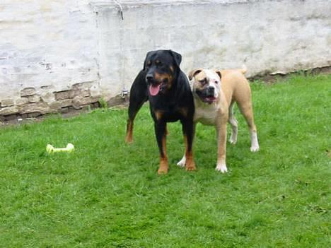 Amerikansk bulldog Østergaard's Chanti +Død  - D. 29/5 Venner for altid billede 15