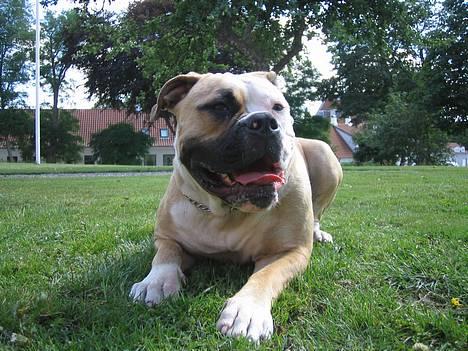 Amerikansk bulldog Østergaard's Chanti +Død  - D. 8/8 Smukke Chanti billede 16