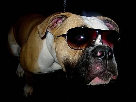 Amerikansk bulldog Østergaard's Chanti +Død  - D. 29/5 Hmm lidt sej er man vel billede 17