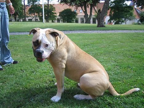 Amerikansk bulldog Østergaard's Chanti +Død  - D. 8/8 Smukke Chanti billede 18