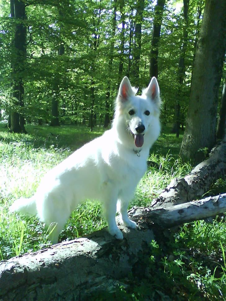 Hvid schæfer Niki billede 42