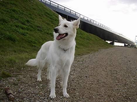 Hvid schæfer Niki billede 43