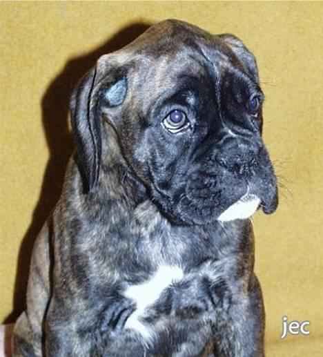 Boxer Xantos - Er jeg ikke en lækker baby ???? billede 1