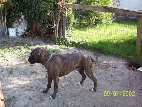 Boxer Xantos - Tror hun ikke jeg kan se hende ?? billede 2