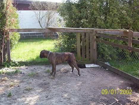 Boxer Xantos - Er der nogle der vil lege ? billede 3