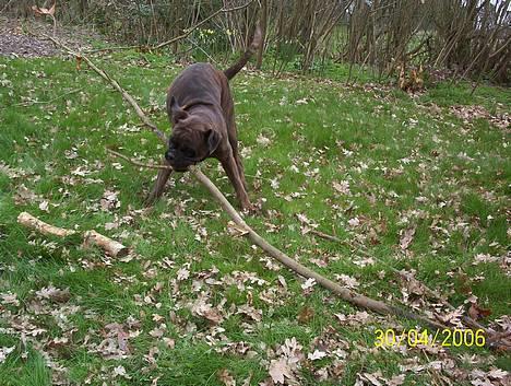 Boxer Aya - Se min lille pind... billede 1