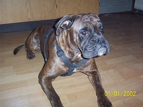 Boxer Aya - OK det her er altså ikke sjovt MOR billede 2