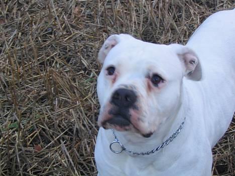 Amerikansk bulldog Østergårds Druzilla R.I.P - davs.. jeg hedder druzilla men kald mig bare zille billede 1