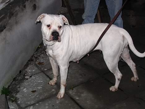 Amerikansk bulldog Østergårds Druzilla R.I.P - her har vi lige fået hende ... billede 2