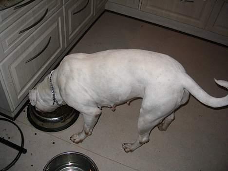 Amerikansk bulldog Østergårds Druzilla R.I.P - øhm , ja hehe.... lidt madglad har man vel lov at være :)  billede 3