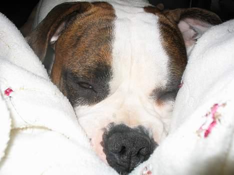 Amerikansk bulldog Boyd's Mille billede 7