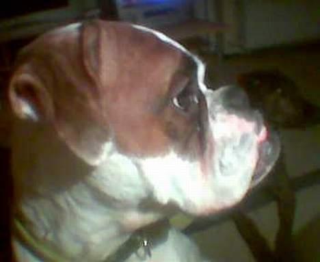 Boxer Alba billede 4