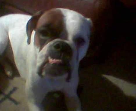 Boxer Alba billede 5