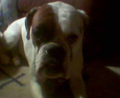 Boxer Alba billede 6