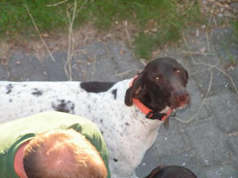 Korthåret hønsehund Skot - hov hov.. hvordan er du kommet der op din snyder..! billede 5