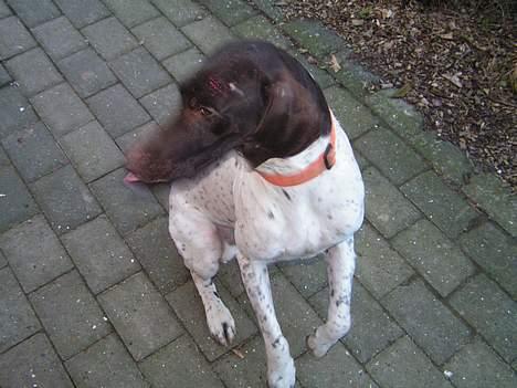 Korthåret hønsehund Skot - Såret i kamp snøft.. billede 6