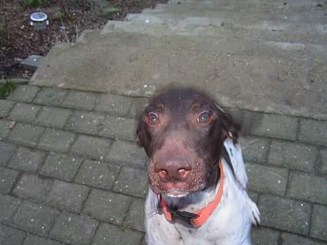 Korthåret hønsehund Skot - Har du noget til mig..?  billede 7