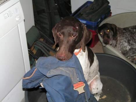 Korthåret hønsehund Skot - Det var ikke mig der tog den. du kan da ikke være sur på mig vel..? billede 8