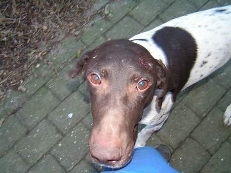 Korthåret hønsehund Skot billede 9