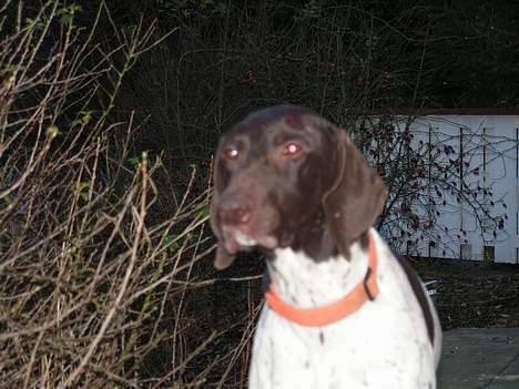 Korthåret hønsehund Skot - er der nogen..? billede 10