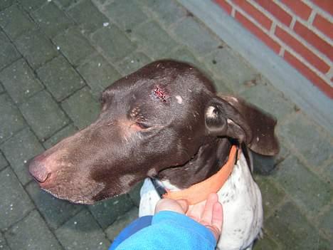 Korthåret hønsehund Skot billede 11