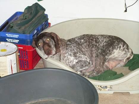 Korthåret hønsehund Skot - gammel dreng. Aik. billede 12