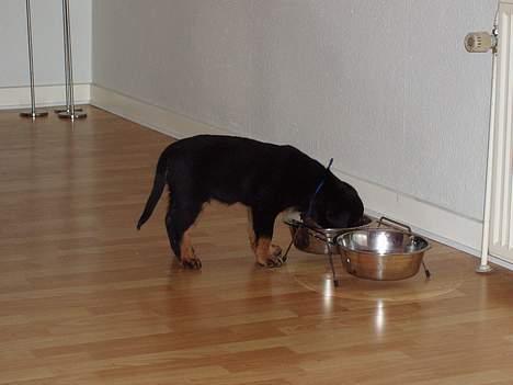 Rottweiler rex - 8 uger gammel billede 5