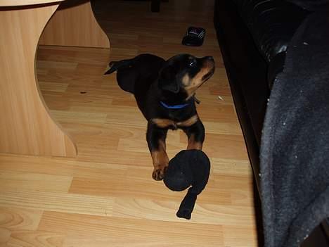 Rottweiler rex - 8 uger gammel billede 6