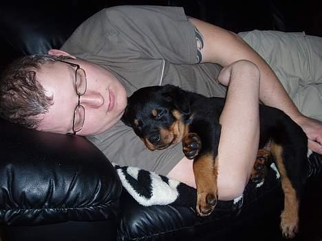 Rottweiler rex - 8 uger gammel billede 7