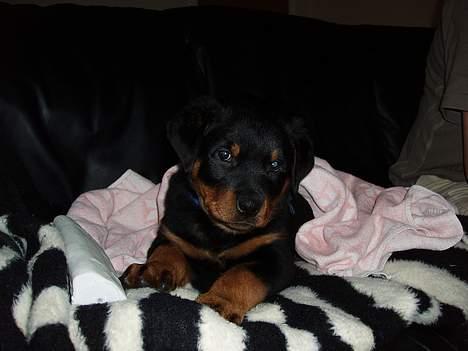 Rottweiler rex - 8 uger gammel billede 8
