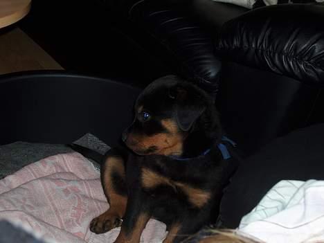 Rottweiler rex - 8 uger gammel billede 9